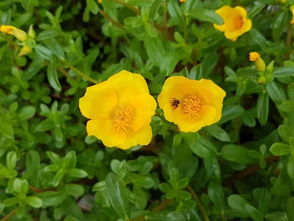 yellow daisies Bees perching on flowers. Focus on flowers (yellow flowers). Nature background. summer flowers