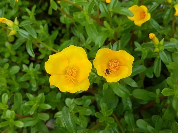 yellow daisies Bees perching on flowers. Focus on flowers (yellow flowers). Nature background. summer flowers