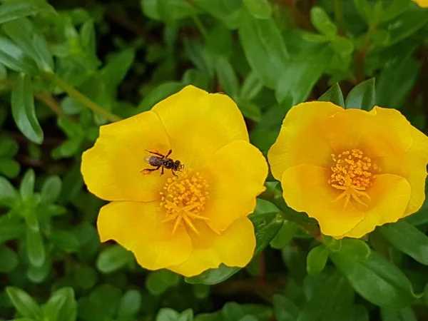 yellow daisies Bees perching on flowers. Focus on flowers (yellow flowers). Nature background. summer flowers