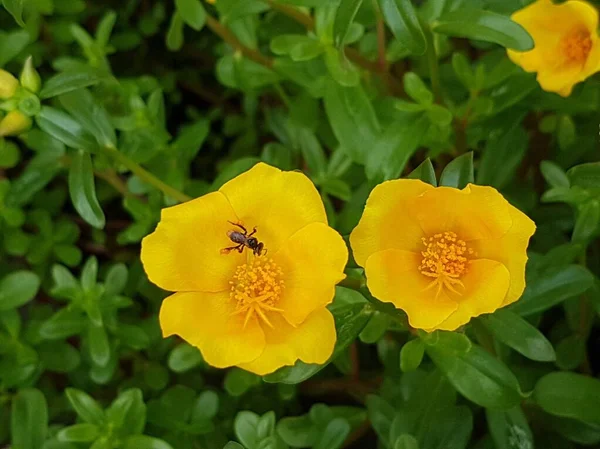 yellow daisies Bees perching on flowers. Focus on flowers (yellow flowers). Nature background. summer flowers