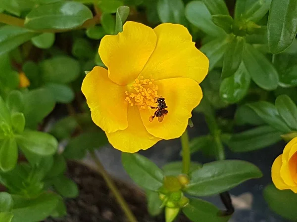 yellow daisies Bees perching on flowers. Focus on flowers (yellow flowers). Nature background. summer flowers