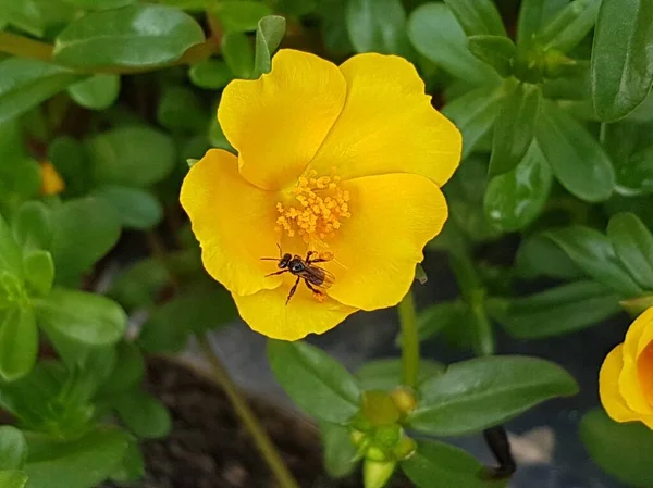 yellow daisies Bees perching on flowers. Focus on flowers (yellow flowers). Nature background. summer flowers