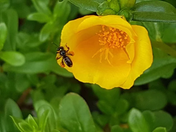 Желтые Маргаритки Пчелы Сидящие Цветах Фокус Цветах Желтые Цветы Природа — стоковое фото