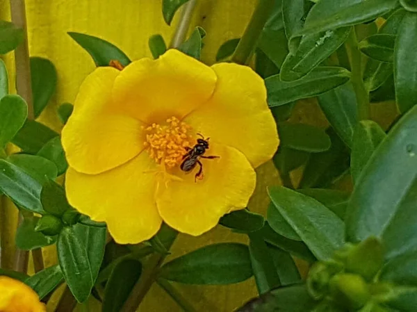yellow daisies Bees perching on flowers. Focus on flowers (yellow flowers). Nature background. summer flowers