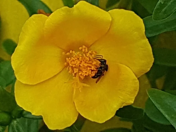 Yellow Daisies Bees Perching Flowers Focus Flowers Yellow Flowers Nature — Zdjęcie stockowe