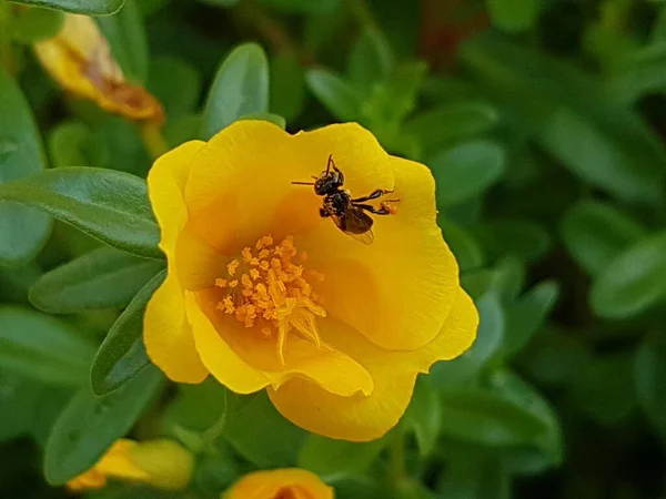 Yellow Daisies Bees Perching Flowers Focus Flowers Yellow Flowers Nature — Stockfoto