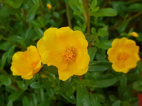Beautiful Large Decorative Yellow Flowers Coreopsis Bed Summer Sunny Garden — Zdjęcie stockowe