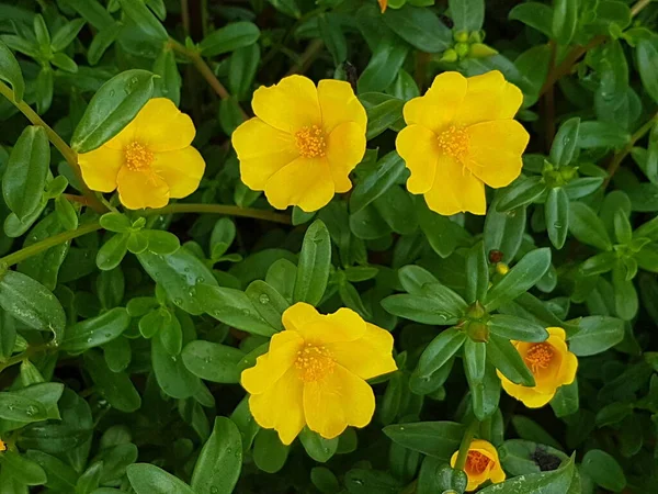 Beautiful large decorative yellow flowers coreopsis on a bed in the summer sunny garden macro closeup