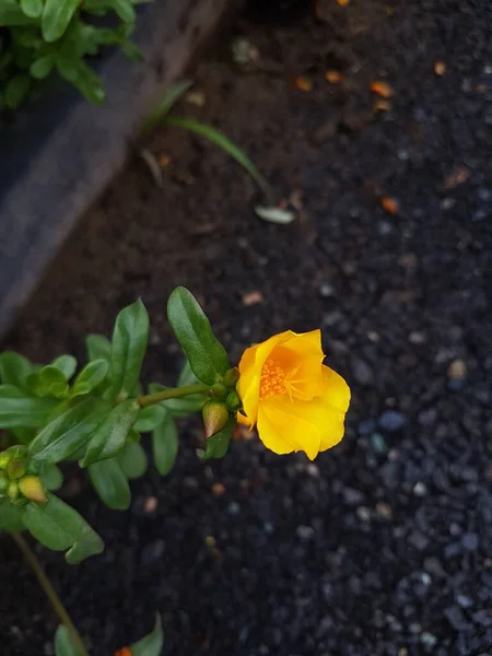 Красиві Великі Декоративні Жовті Квіти Ядроподібні Ліжку Літньому Сонячному Саду — стокове фото