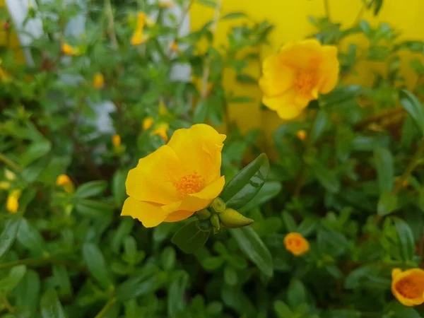 Beautiful large decorative yellow flowers coreopsis on a bed in the summer sunny garden macro closeup