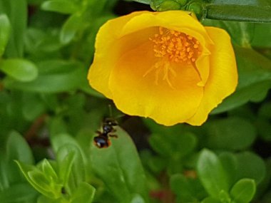 Beautiful large decorative yellow flowers coreopsis on a bed in the summer sunny garden macro closeup