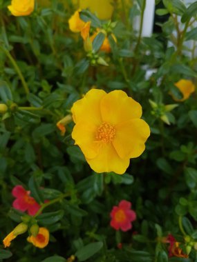 Beautiful large decorative yellow flowers coreopsis on a bed in the summer sunny garden macro closeup