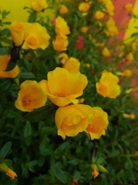 Beautiful large decorative yellow flowers coreopsis on a bed in the summer sunny garden macro closeup