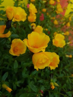 Beautiful large decorative yellow flowers coreopsis on a bed in the summer sunny garden macro closeup