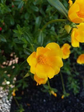 Beautiful large decorative yellow flowers coreopsis on a bed in the summer sunny garden macro closeup