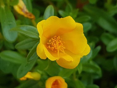 Beautiful large decorative yellow flowers coreopsis on a bed in the summer sunny garden macro closeup