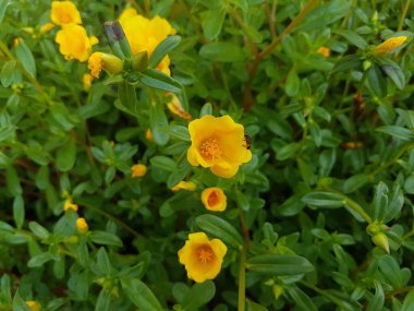 Beautiful large decorative yellow flowers coreopsis on a bed in the summer sunny garden macro closeup