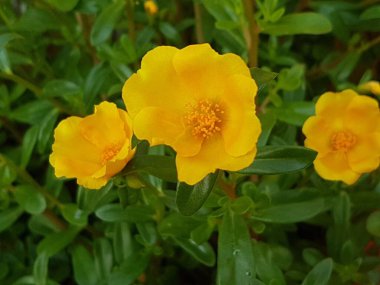 Beautiful large decorative yellow flowers coreopsis on a bed in the summer sunny garden macro closeup