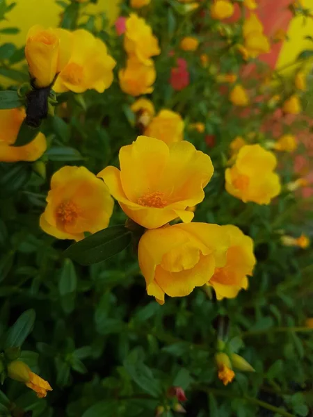 Beautiful large decorative yellow flowers coreopsis on a bed in the summer sunny garden macro closeup