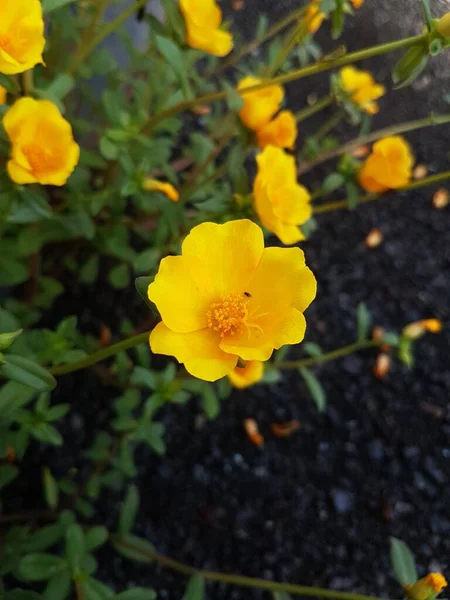 Beautiful large decorative yellow flowers coreopsis on a bed in the summer sunny garden macro closeup
