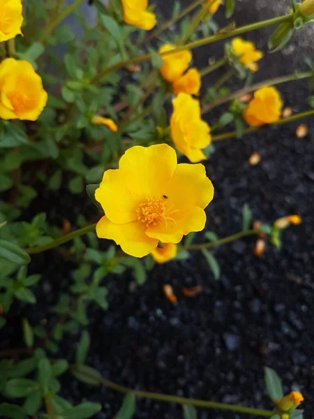 Beautiful large decorative yellow flowers coreopsis on a bed in the summer sunny garden macro closeup