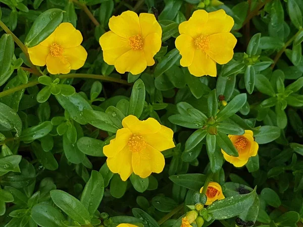 Beautiful large decorative yellow flowers coreopsis on a bed in the summer sunny garden macro closeup