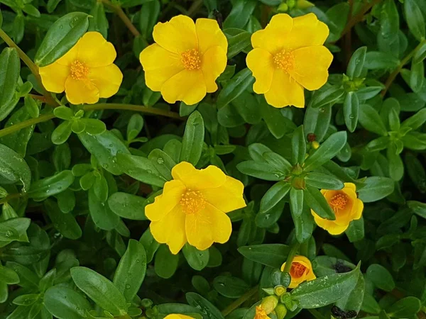 Beautiful Large Decorative Yellow Flowers Coreopsis Bed Summer Sunny Garden — Stock Photo, Image