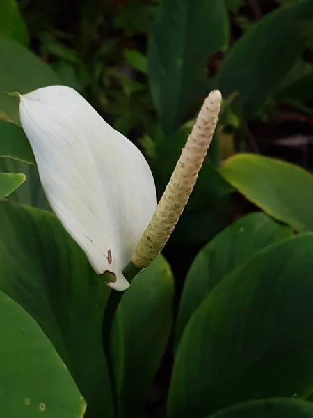 Okra Flower Okra Flower Together Fresh New Naturaly Super Quality — Fotografia de Stock