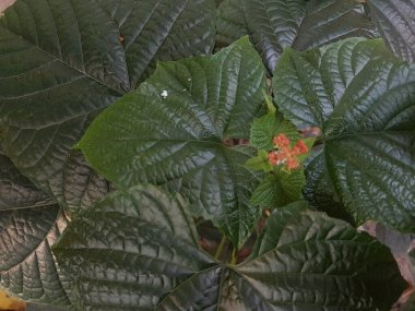 Green leaf with lovely heart pattern