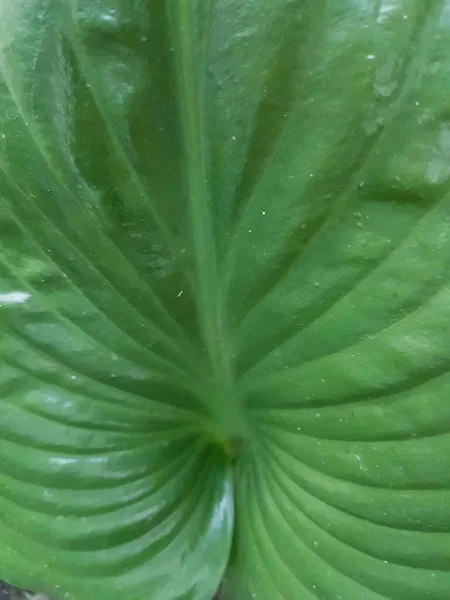 Green Leaf Lovely Heart Pattern — 图库照片