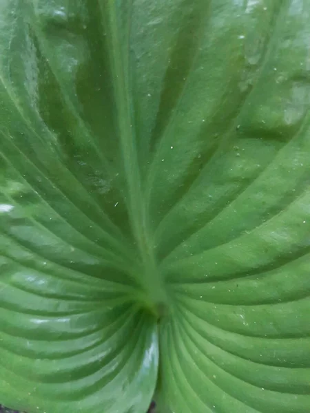 Green Leaf Lovely Heart Pattern — 图库照片