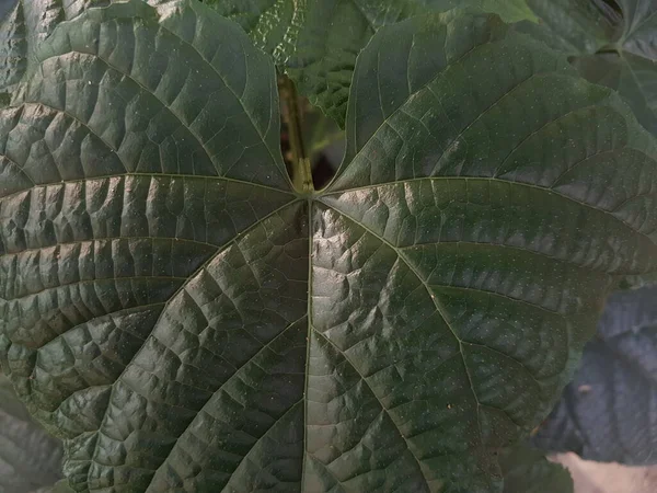 Green Leaf Lovely Heart Pattern — Stok fotoğraf