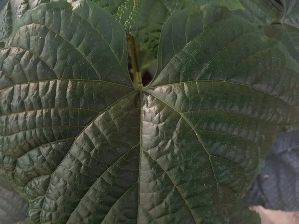 Green Leaf Lovely Heart Pattern — Stock Photo, Image