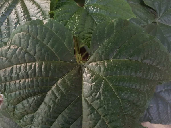 Green Leaf Lovely Heart Pattern — Stok fotoğraf