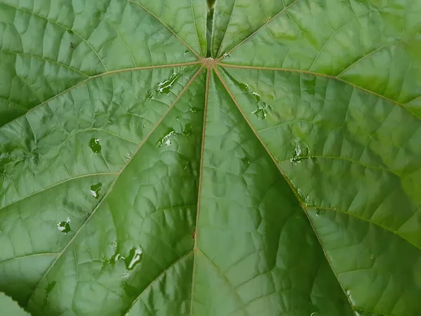 Green Leaf Lovely Heart Pattern — Stock fotografie