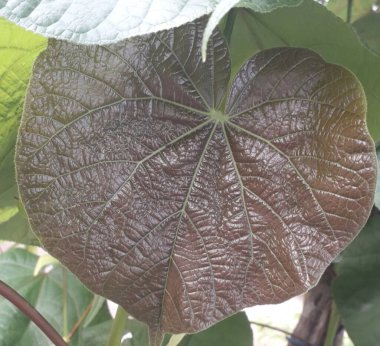 Red leaf with lovely heart pattern