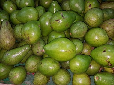 Avokado Depo ya da Market 'e gönderilmeye hazır. Avokado 'nun Reed Çeşitliliği.