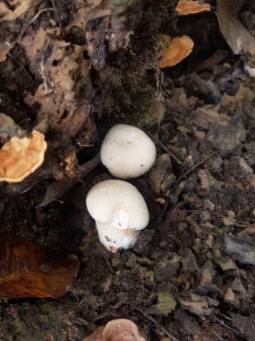 Yerde taze şampiyon mantarı var. Toprakta büyüyen şampiyonlar. Doğa Konsepti. Seçici Odaklanma