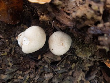 Yerde taze şampiyon mantarı var. Toprakta büyüyen şampiyonlar. Doğa Konsepti. Seçici Odaklanma