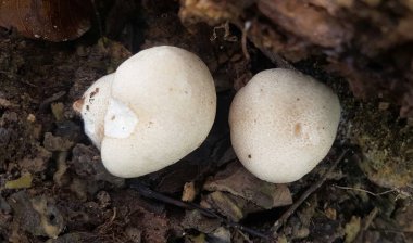 Yerde taze şampiyon mantarı var. Toprakta büyüyen şampiyonlar. Doğa Konsepti. Seçici Odaklanma