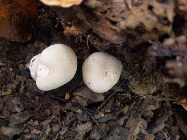 Yerde taze şampiyon mantarı var. Toprakta büyüyen şampiyonlar. Doğa Konsepti. Seçici Odaklanma