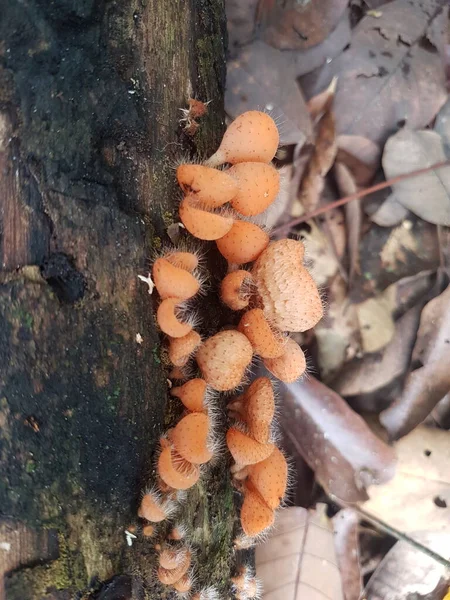 Essbarer Behaarter Becherpilz Der Auf Der Insel Borneo Indonesien Gefunden — Stockfoto