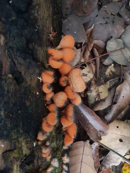 Comestível Cogumelo Copo Peludo Encontrado Ilha Bornéu Indonésia — Fotografia de Stock