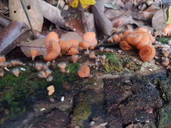 Comestível Cogumelo Copo Peludo Encontrado Ilha Bornéu Indonésia — Fotografia de Stock