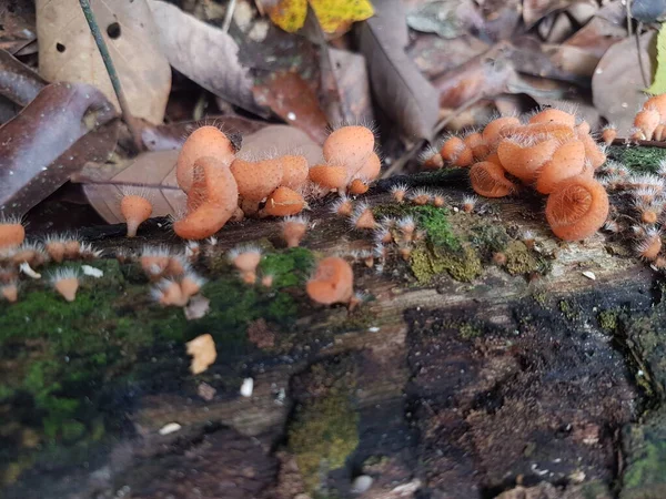 Fungo Coppa Commestibile Peloso Trovato Sull Isola Del Borneo Indonesia — Foto Stock