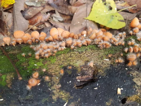 Essbarer Behaarter Becherpilz Der Auf Der Insel Borneo Indonesien Gefunden — Stockfoto