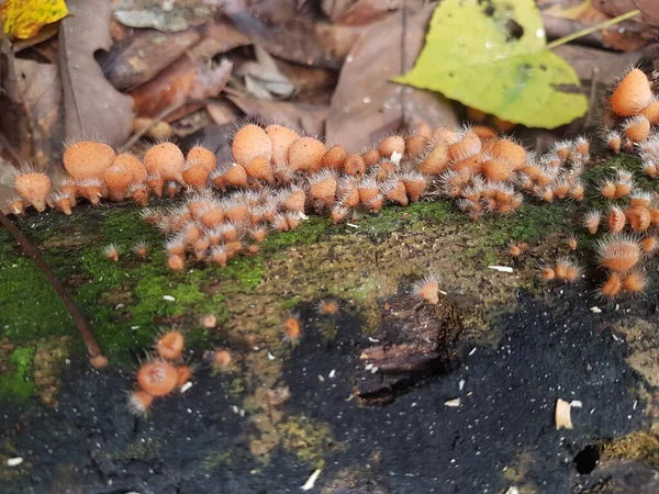 Essbarer Behaarter Becherpilz Der Auf Der Insel Borneo Indonesien Gefunden — Stockfoto