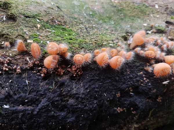 Essbarer Behaarter Becherpilz Der Auf Der Insel Borneo Indonesien Gefunden — Stockfoto