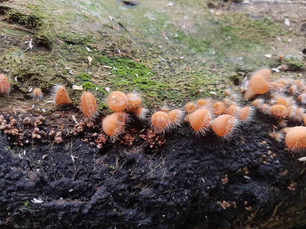 Essbarer Behaarter Becherpilz Der Auf Der Insel Borneo Indonesien Gefunden — Stockfoto