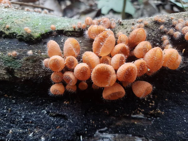 Essbarer Behaarter Becherpilz Der Auf Der Insel Borneo Indonesien Gefunden — Stockfoto